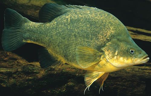 Yabbying and Fishing